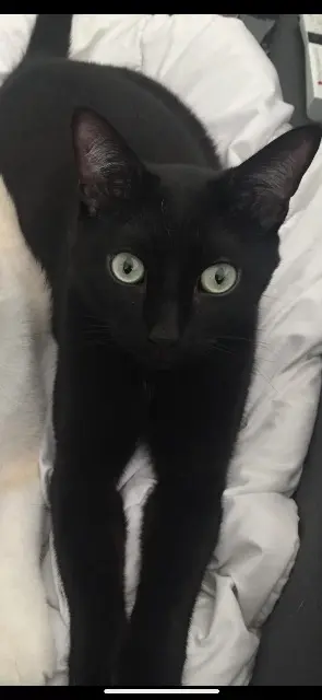 chat lost   82170 Pompignan Blacky