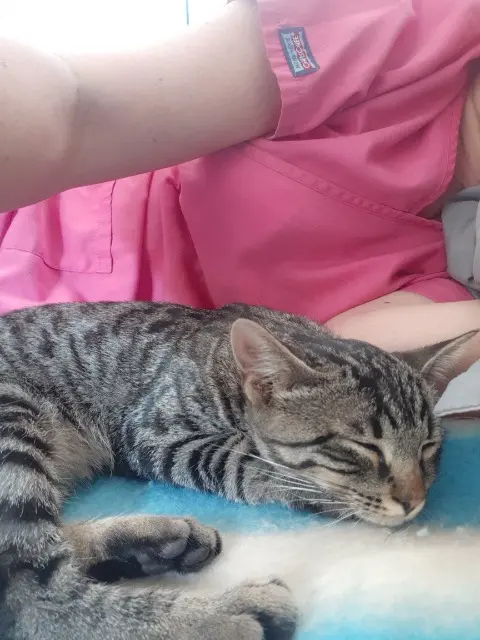 chat lost   82230 Léojac Boutch