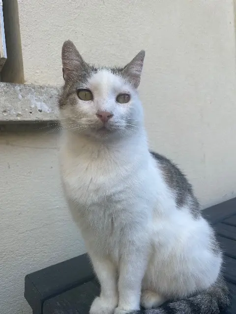 chat lost   82370 Corbarieu Buakaw