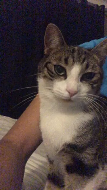 chat lost   82000 Montauban Carat