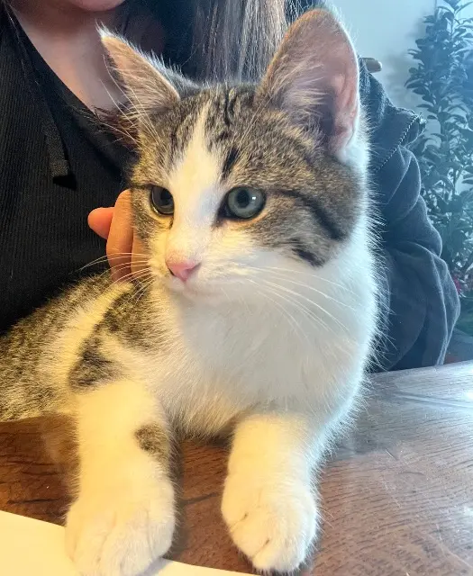 chat lost   82290 Montbeton Charly