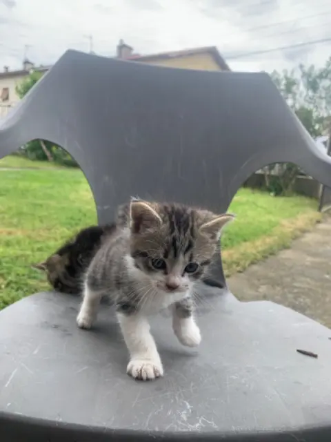 chat lost   82200 Moissac Chaton