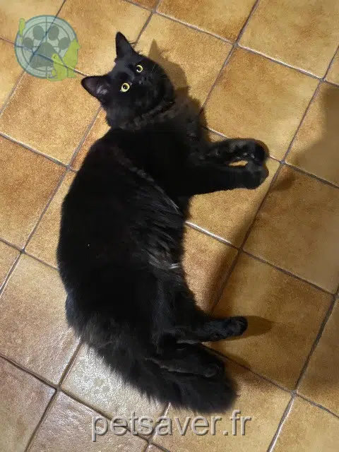 cat lost   82370 Varennes Choco