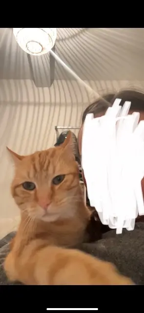 chat lost   82000 Montauban Chouchou