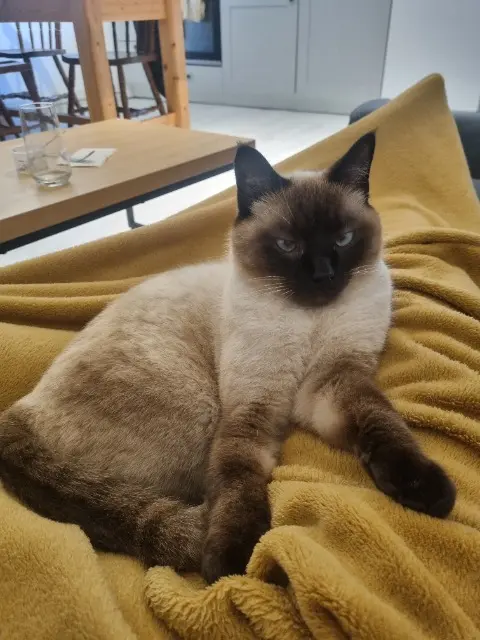 chat lost   82600 Verdun-sur-Garonne Coco