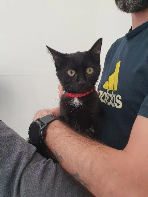 gatto perso 82200 Moissac Cookie gatto lost 82200 Moissac Cookie