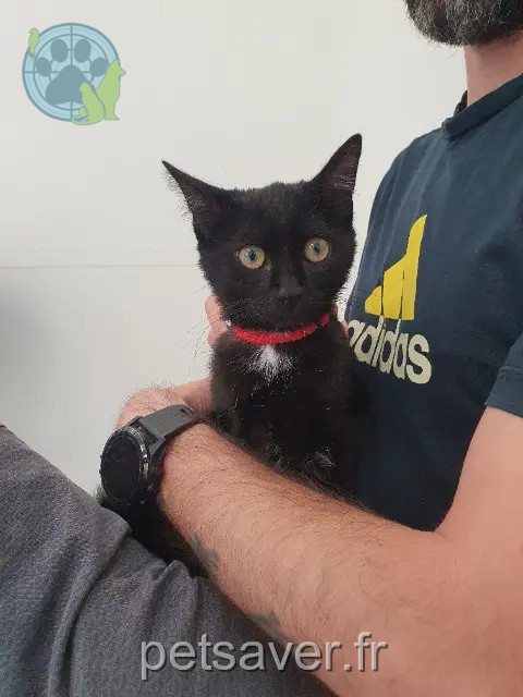 Kater vermisst 82200 Moissac Cookie Kater lost 82200 Moissac Cookie