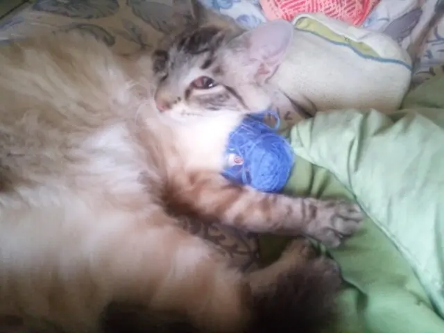 chat lost   82600 Mas-Grenier DODI
