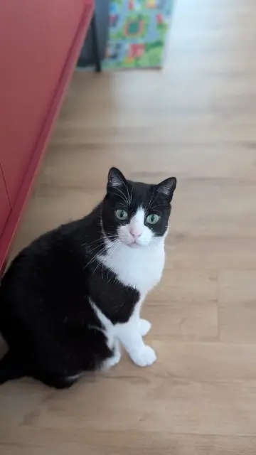 chat lost   82390 Durfort-Lacapelette Filou