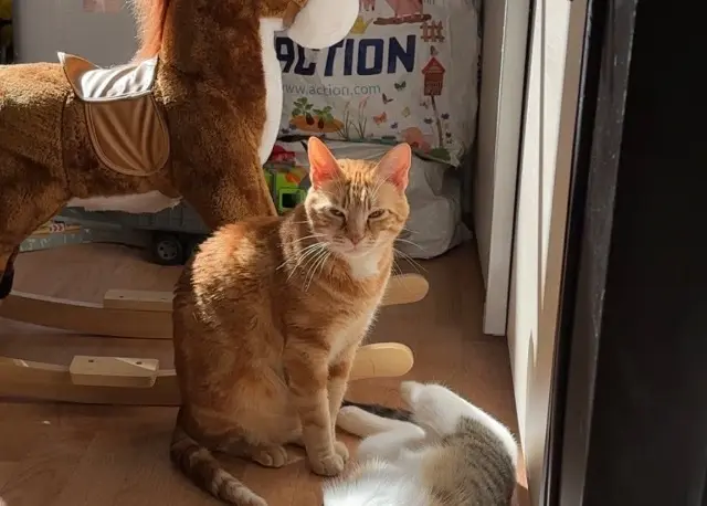 chat lost   82000 Montauban Filou
