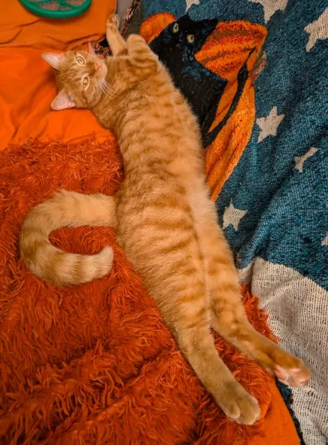 chat lost   82000 Montauban Gorbatchev