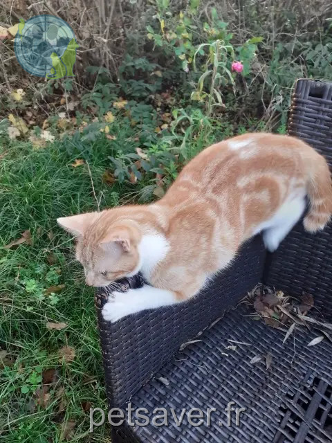 gato perdido 82370 Nohic Gégé gato lost 82370 Nohic Gégé