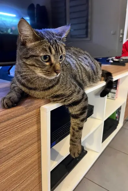 cat lost 82000 Montauban Igloo cat lost 82000 Montauban Igloo