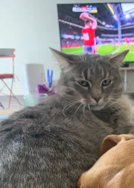 chat lost   82400 Goudourville Jagger