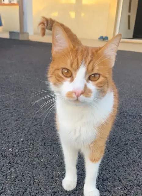 chat lost   82000 Montauban Jojo