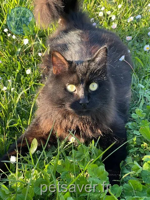 cat lost   82370 Nohic Josie