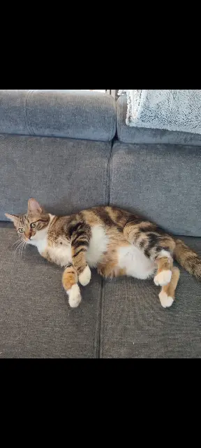 chat lost   82290 Lacourt-Saint-Pierre Kanaï