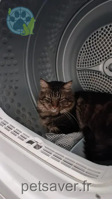gato perdido 82800 Nègrepelisse Link gato lost 82800 Nègrepelisse Link