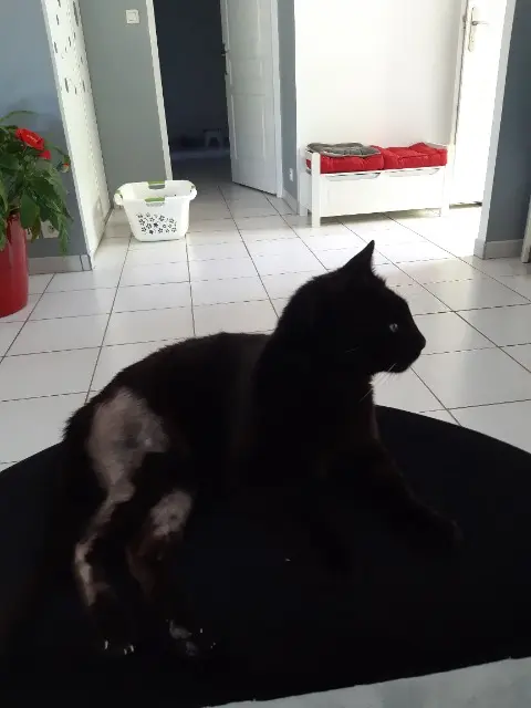 chat lost   82000 Montauban Loulou