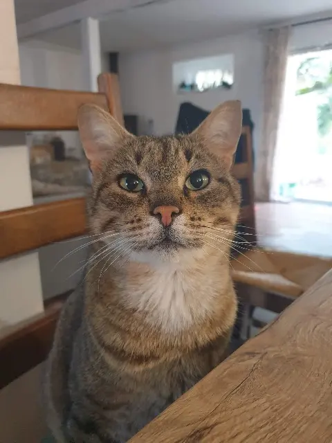 chat lost   82340 Donzac Lucky