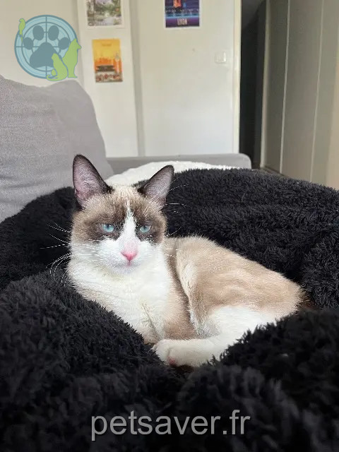 cat lost 82300 Caussade Malo cat lost 82300 Caussade Malo