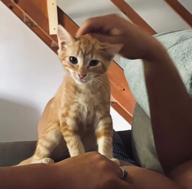 chat lost   82370 Labastide-Saint-Pierre Mango