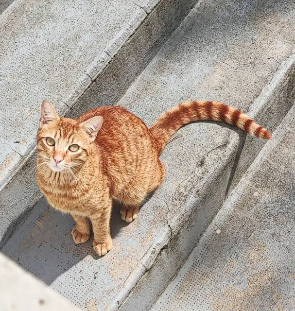 chat lost   82170 Pompignan Marius