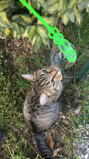 chat lost   82370 Saint-Nauphary Max