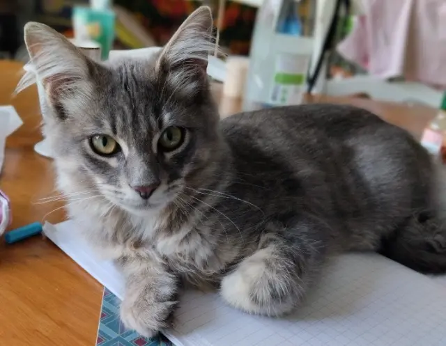 chat lost   82250 Laguépie Modjo