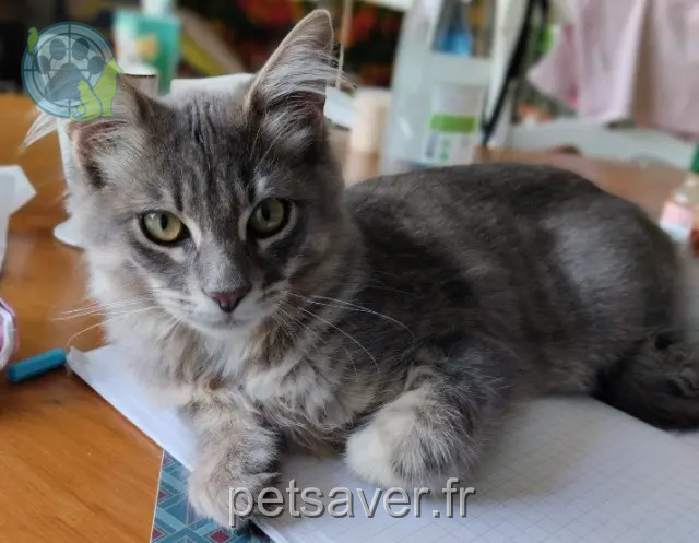 chat perdu 82250 Laguépie Modjo chat lost 82250 Laguépie Modjo