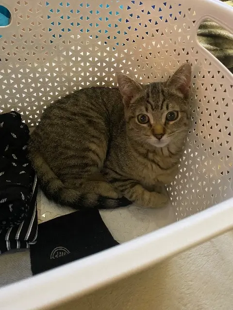 chat lost   82200 Boudou Moka