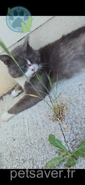 gato lost   82300 Caussade Monfils