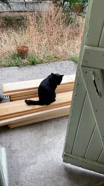 chat lost   82300 Caussade Monsieurlechat