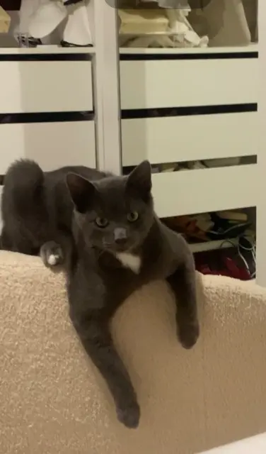chat lost   82200 Moissac nounous
