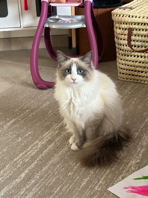 chat lost   82370 Saint-Nauphary Nuage