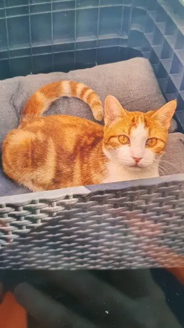 chat lost   82000 Montauban Obrady