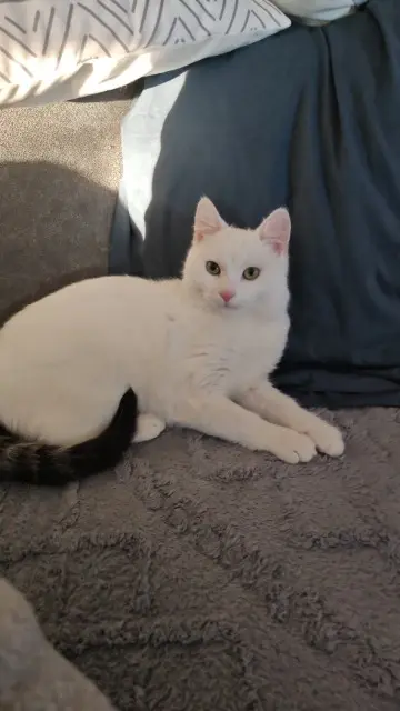 chat lost   82170 Dieupentale P'tit biscuit