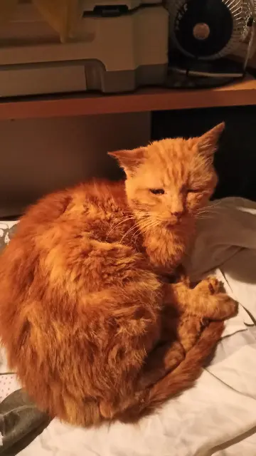 chat lost   82000 Montauban Pasdenom