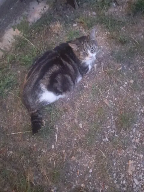 chat lost   82000 Montauban peaky