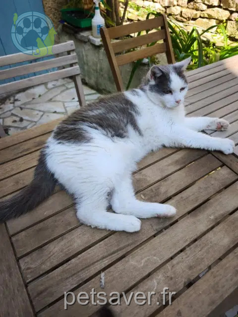 chat lost   82800 Montricoux Pito