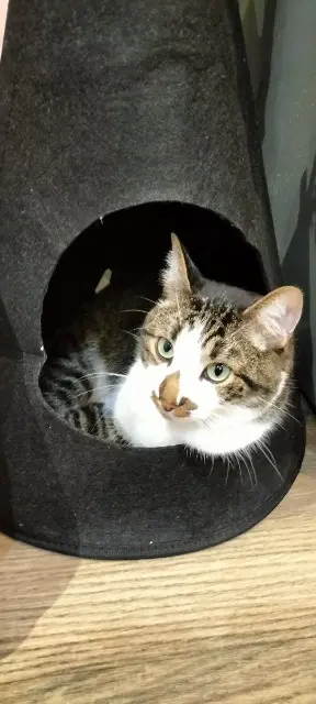 chat lost   82000 Montauban Pompon