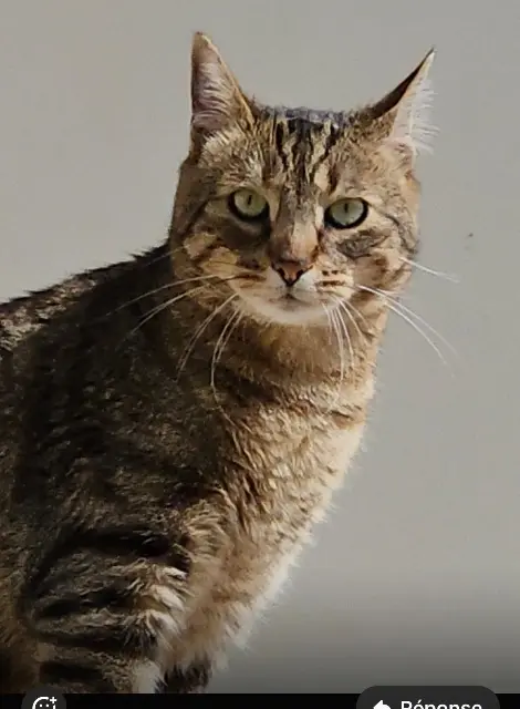 gatto perso 82500 Beaumont-de-Lomagne Rio gatto lost 82500 Beaumont-de-Lomagne Rio