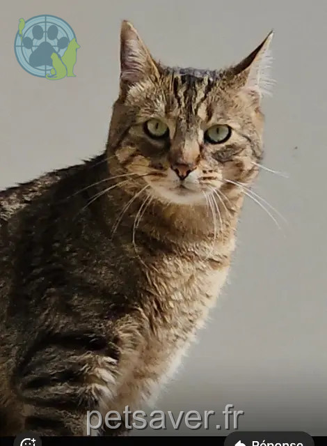 Kater vermisst 82500 Beaumont-de-Lomagne Rio Kater lost 82500 Beaumont-de-Lomagne Rio