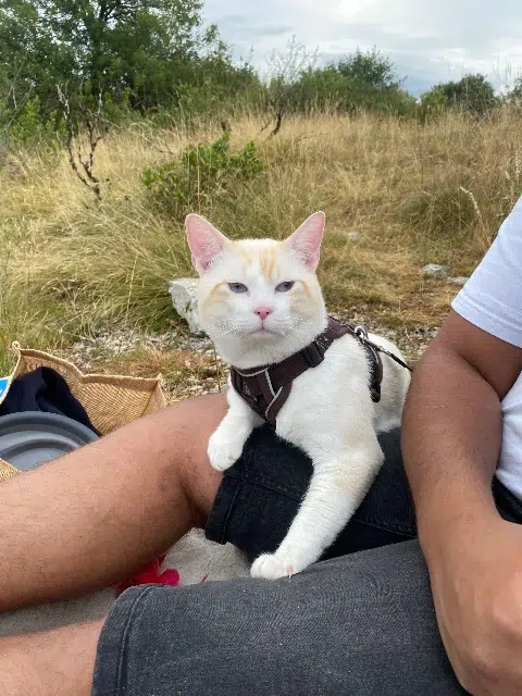 chat lost   82100 Castelsarrasin Rio