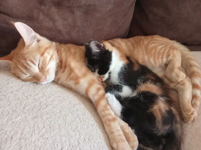 chat lost   82300 Caussade Rouky