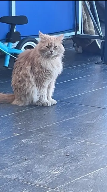 chat lost   82100 Castelsarrasin Simba