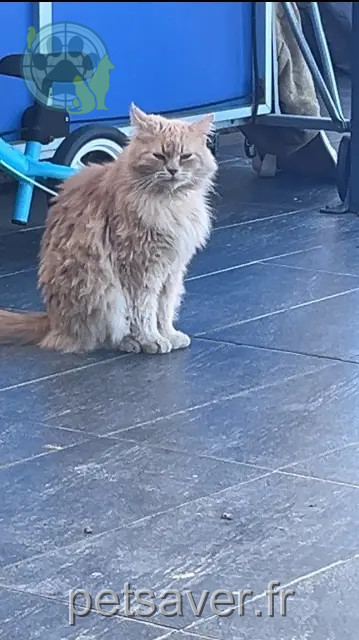 chat perdu 82100 Castelsarrasin Simba chat lost 82100 Castelsarrasin Simba