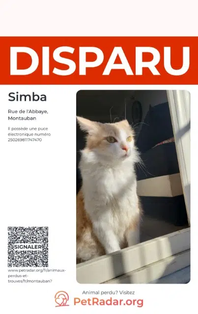 chat lost   82000 Montauban Simba
