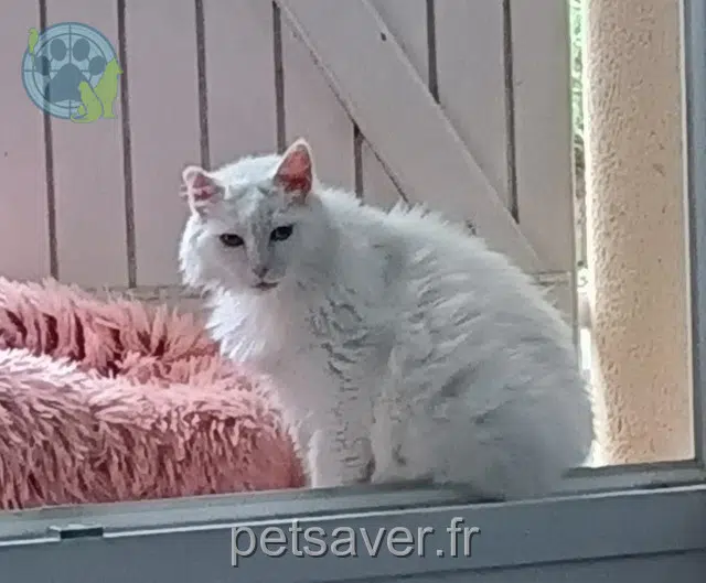 kater lost 82000 Montauban Snow