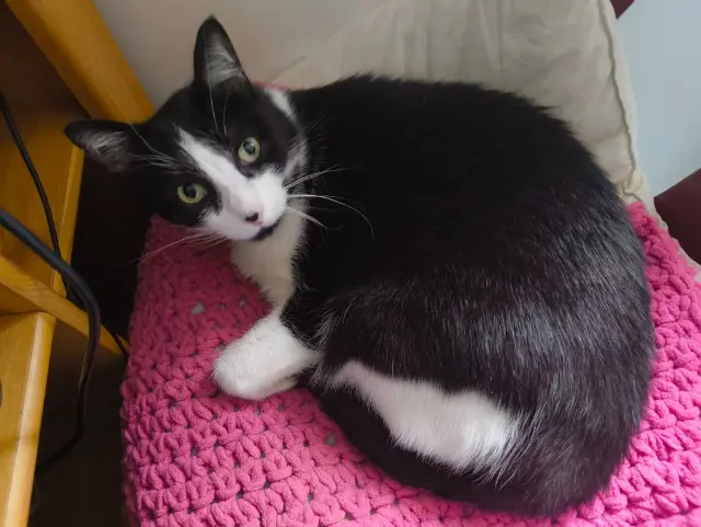 chat lost   82500 Sérignac Tao